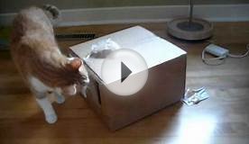 Cat and Cardboard box