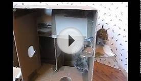 Degu playhouse made from a cardboard box