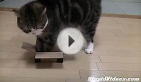 Small Boxes For Maru